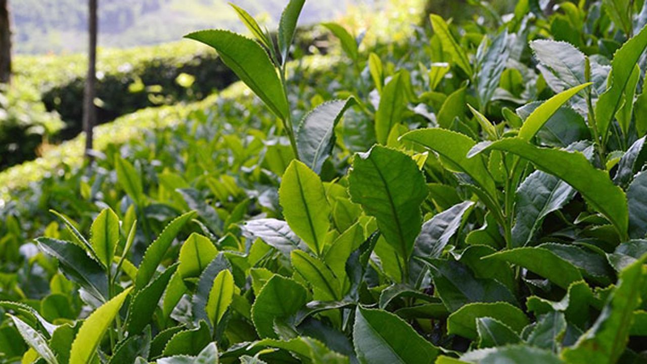 Çay üreticisine 13 kuruş fark ödemesi desteği