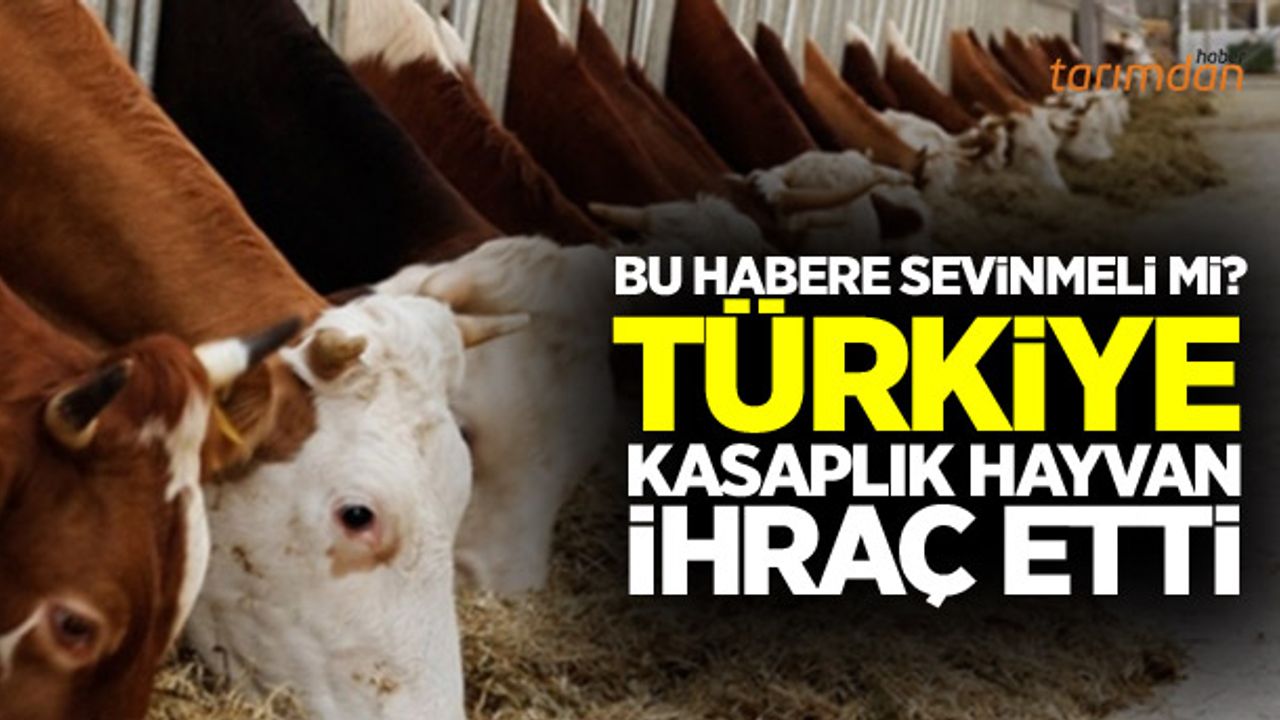 Besilik hayvanda bir ilk Türkiye Irak’a hayvan ihraç etti!
