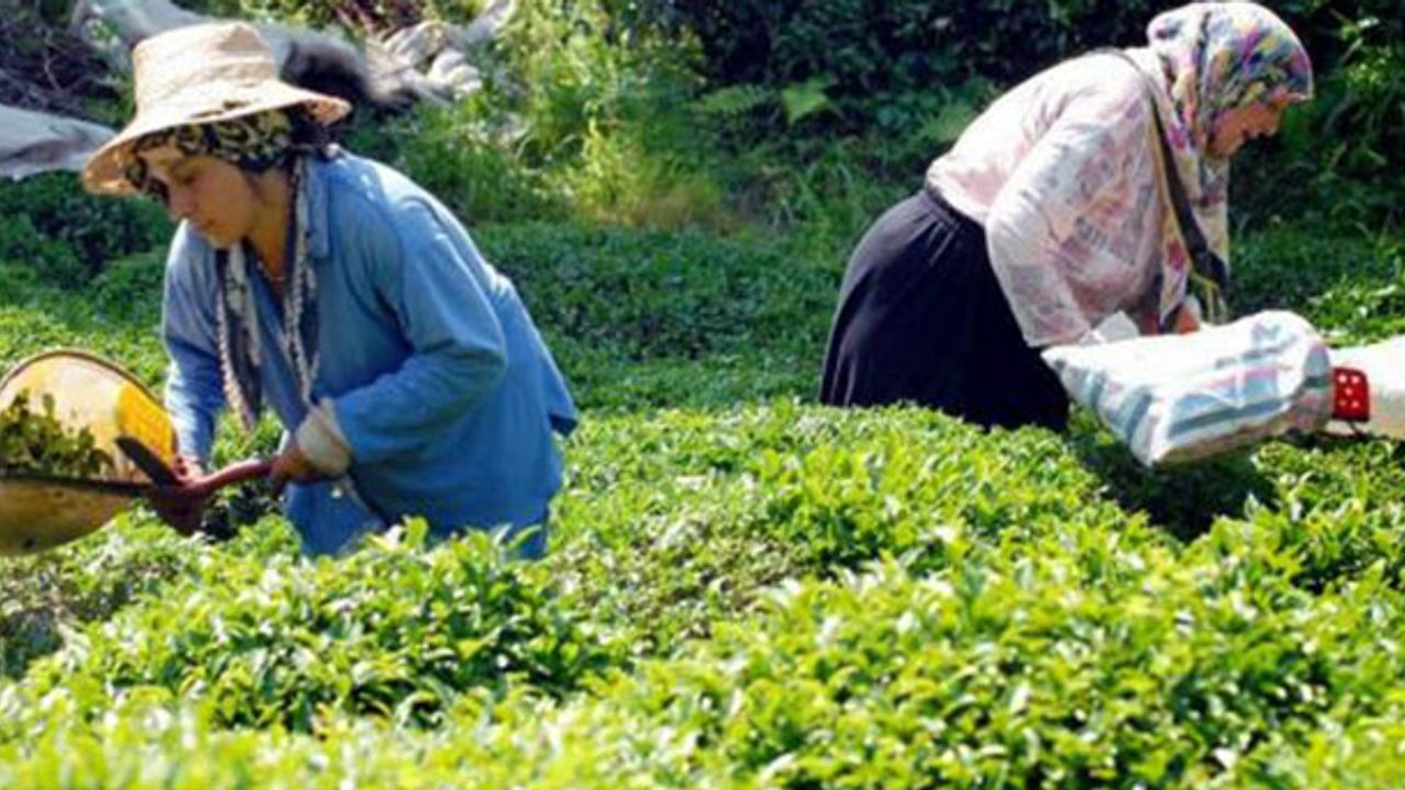 Yaş çay taban fiyatına yüzde 14’lük artış!