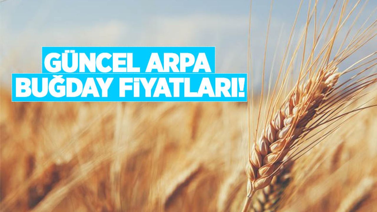 Güneydoğu Anadolu Bölgesinde arpa buğday fiyatları kaç lira oldu?