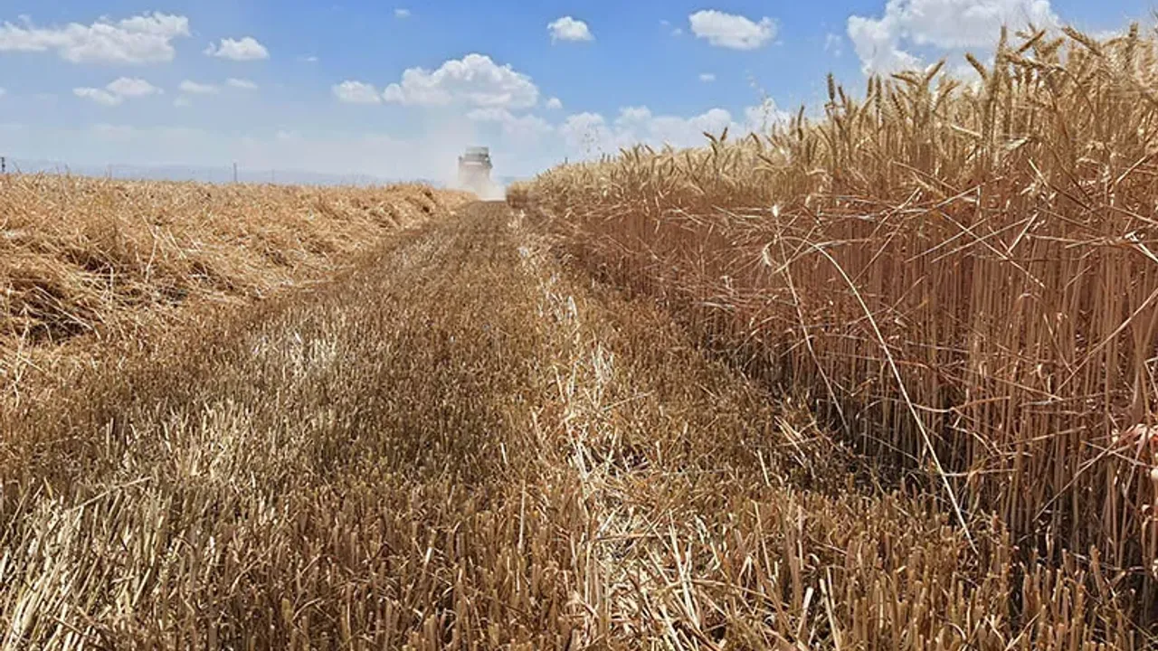 Buğday arpa fiyatları kaç lira oldu? Ticaret Borsaları ve TÜRİB 6 Mart hububat fiyatları belli oldu!