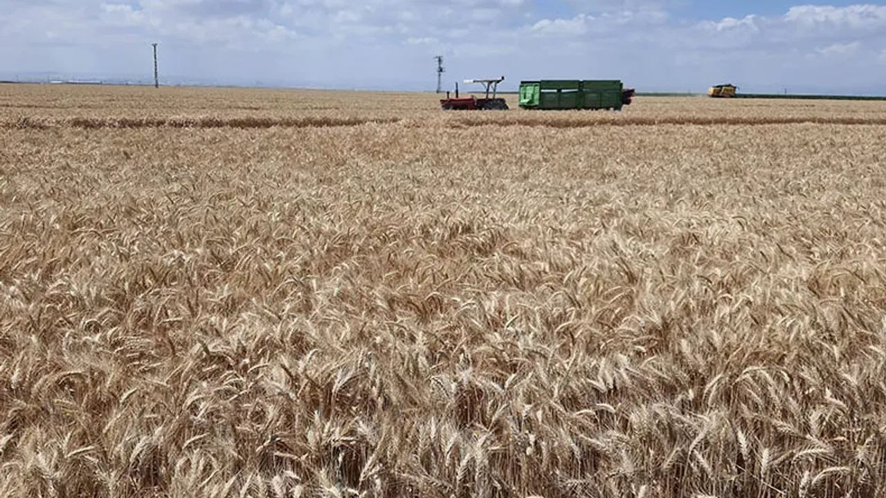 Buğday, arpa, mısır fiyatları düştü! İşte 5 Eylül hububat fiyatları