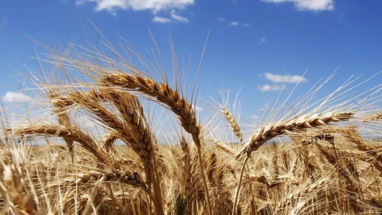 Günlük, haftalık ve aylık buğday ve arpa fiyatları! (10 Ekim 2022)
