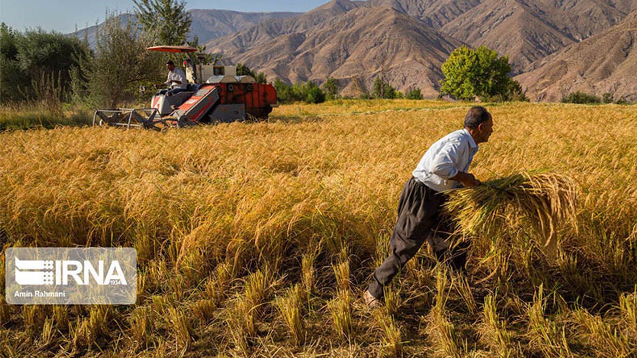 İran'da tahıl üretimi yüzde 13.5 artarak 20 milyon tonu geçmesi bekleniyor!