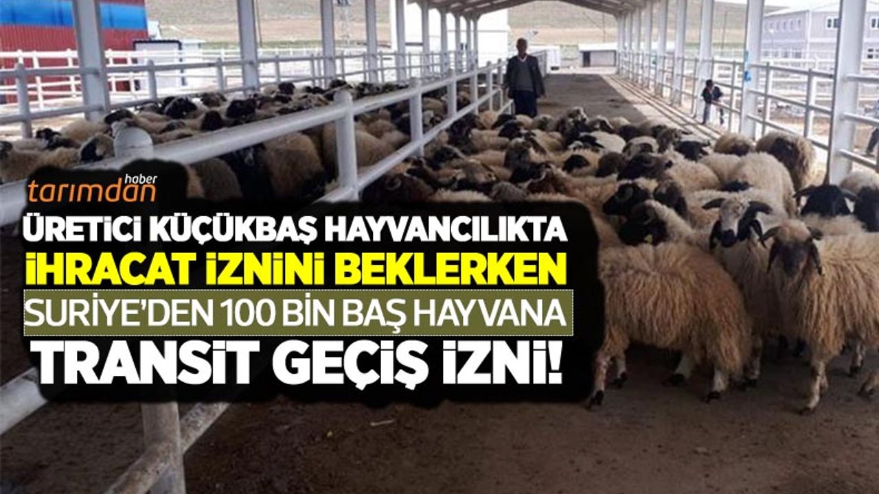 Üretici küçükbaş hayvancılıkta ihracat iznini beklerken Suriye'den 100 bin baş hayvana transit geçiş izni!