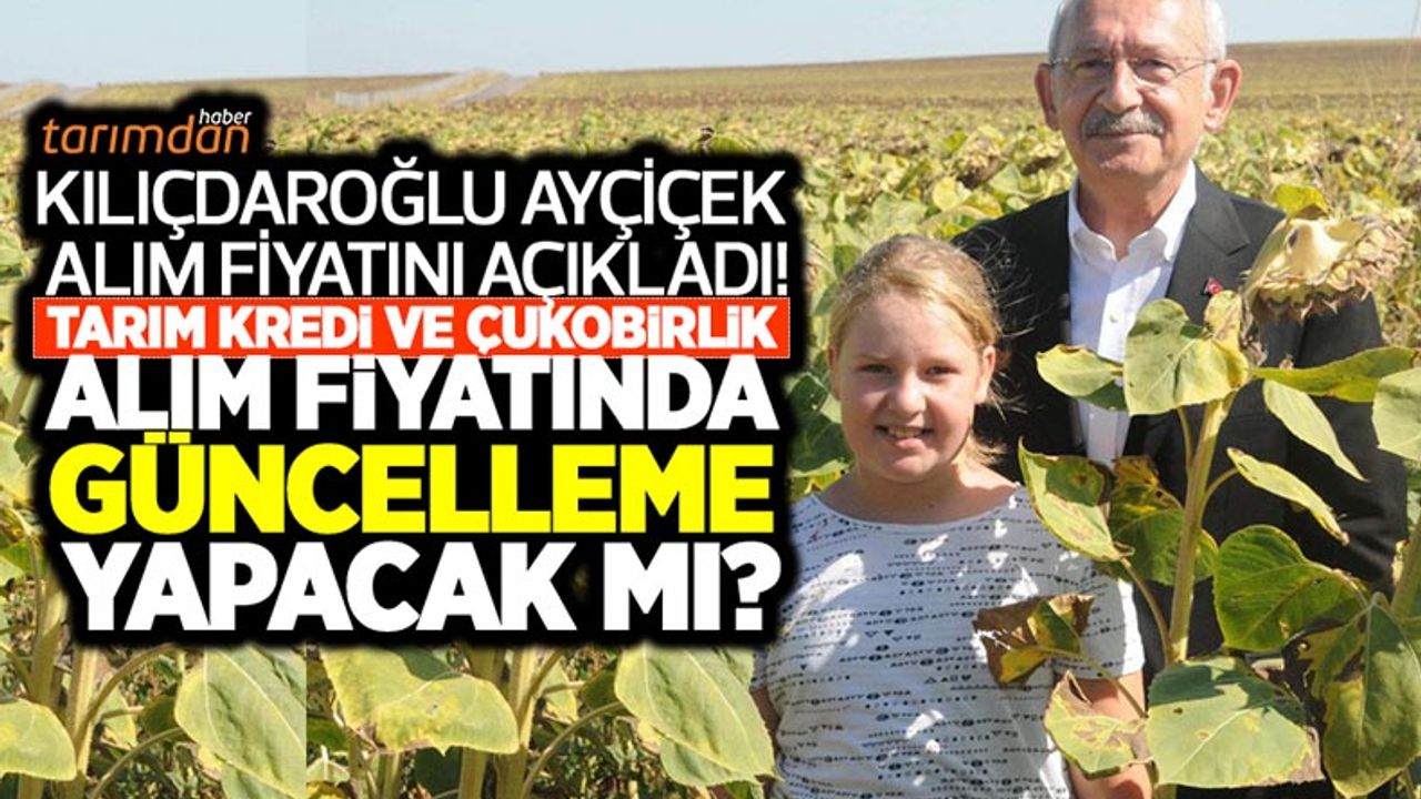 Kılıçdaroğlu ayçiçeği alım fiyatını açıkladı! Gözler Tarım Kredi ve Çukobirlik'e çevrildi! Alım fiyatı artırılacak mı?