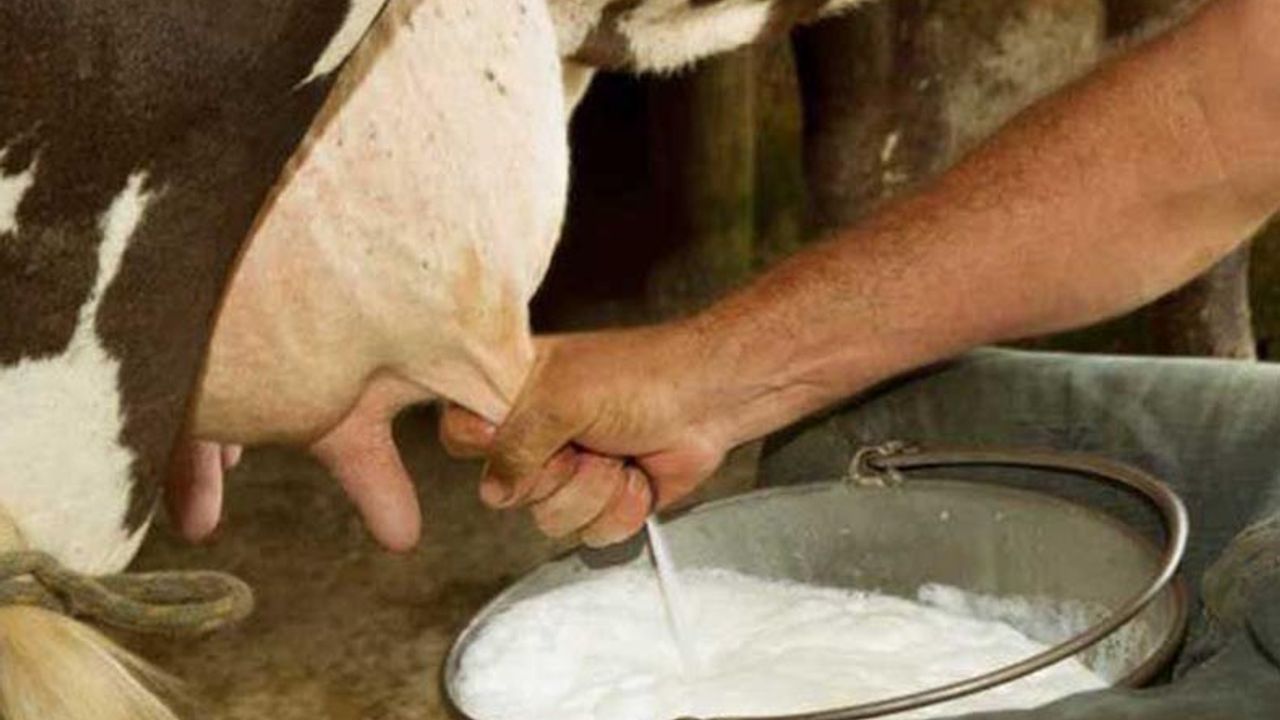 Süt üreticisine destekleme duyurusu! 50 kuruşluk destek icmalleri Kasım'da askıya çıkıyor!