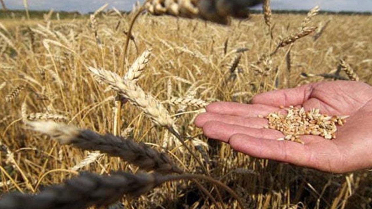 Buğday tüm Türkiye’de Gelir Koruma Sigortası kapsamına alınacak!