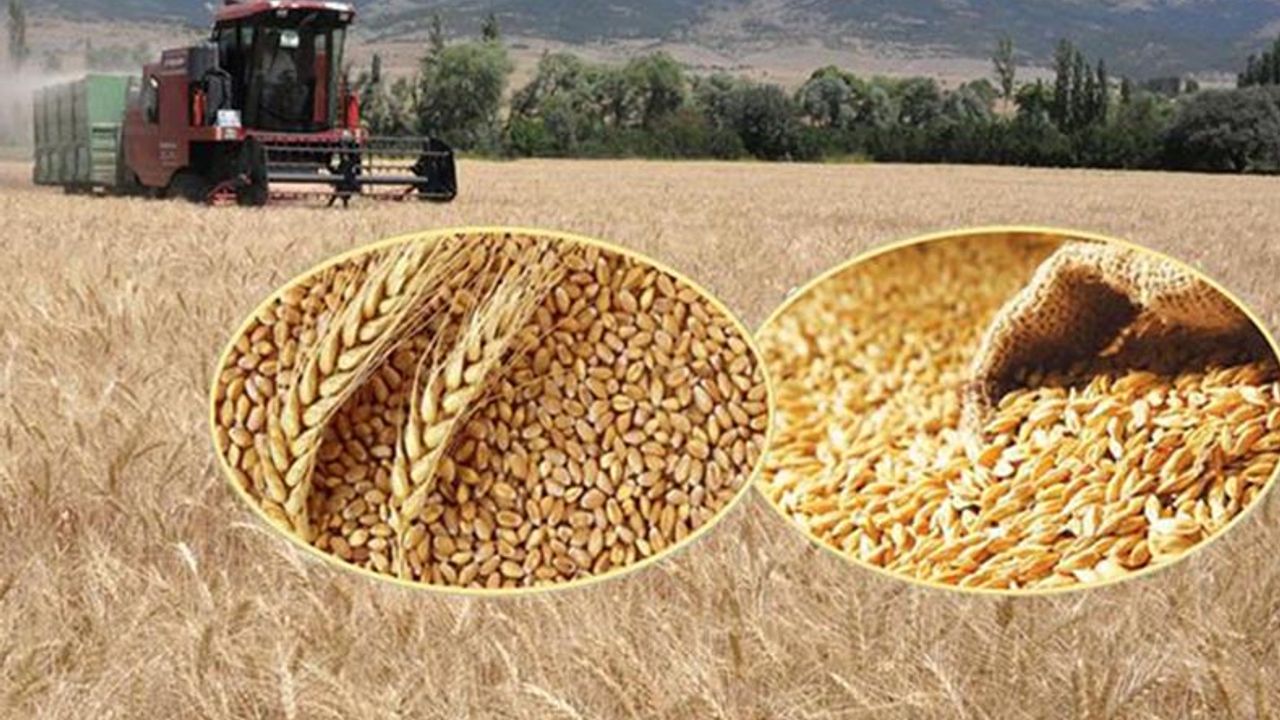 TMO’nun Şubat ayında 4500 TL/ton fiyattan ithal ettiği, Polatlı Ticaret Borsası’nda 6000 TL/ton fiyattan işlem gören arpada çiftçinin 2022 arpa satış fiyatı ne olmalı?