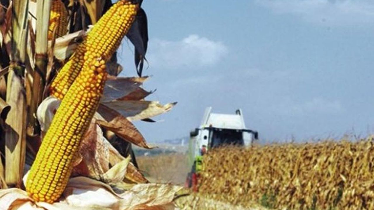 Tarım İl Müdürlüğünden önemli duyuru: TMO besici, yetiştirici ve yem fabrikalarına 5500 TL'den mısır satacak!