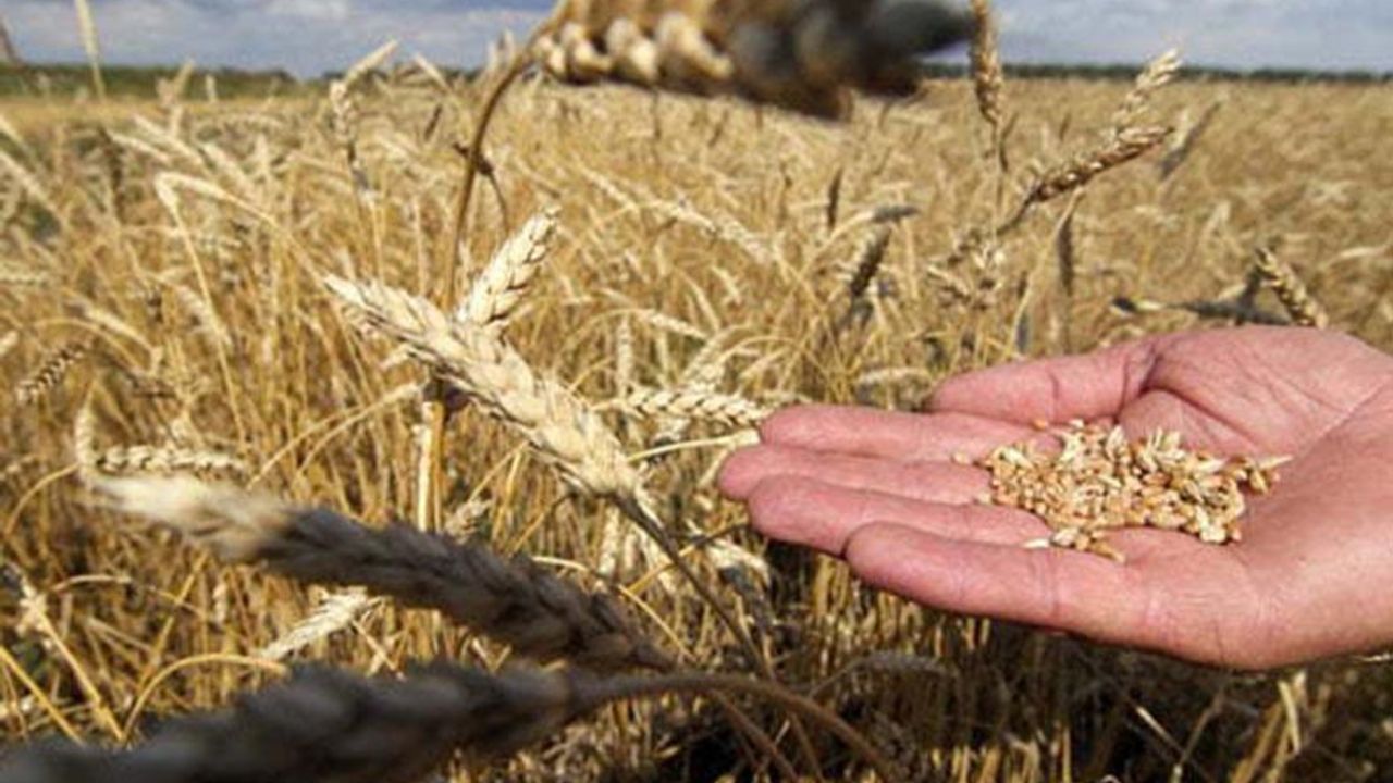 Buğday fiyatları haftanın ilk günü sert yükseldi! 13 Eylül buğday, arpa, mısır fiyatları 