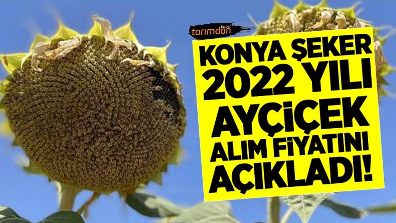 Konya Şeker 2022 yılı yağlık ayçiçek alım fiyatını açıkladı!