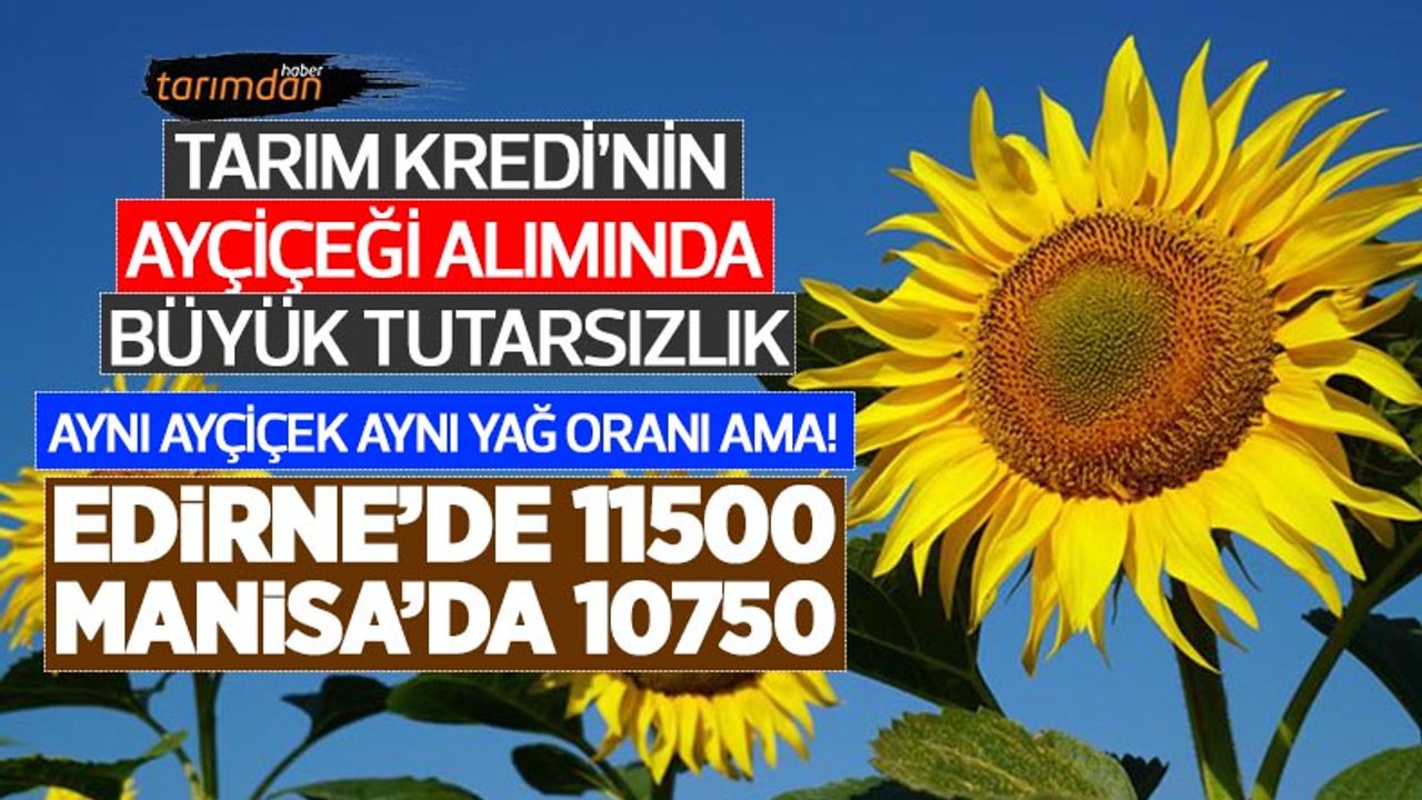 Tarım Kredi’nin ayçiçeği alımında fiyat karmaşası! Balıkesir’de 10750 lira, Edirne’de 11500 lira! 