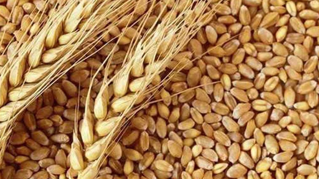 TİGEM sertifikalı hububat tohum üretim hedefini 223 bin tona çıkardı!