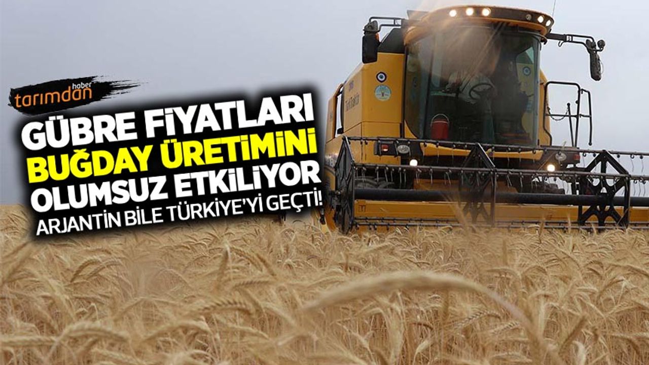 Gübre fiyatları Türkiye'nin buğday üretimini olumsuz etkiliyor! Arjantin bile Türkiye'yi geçti!