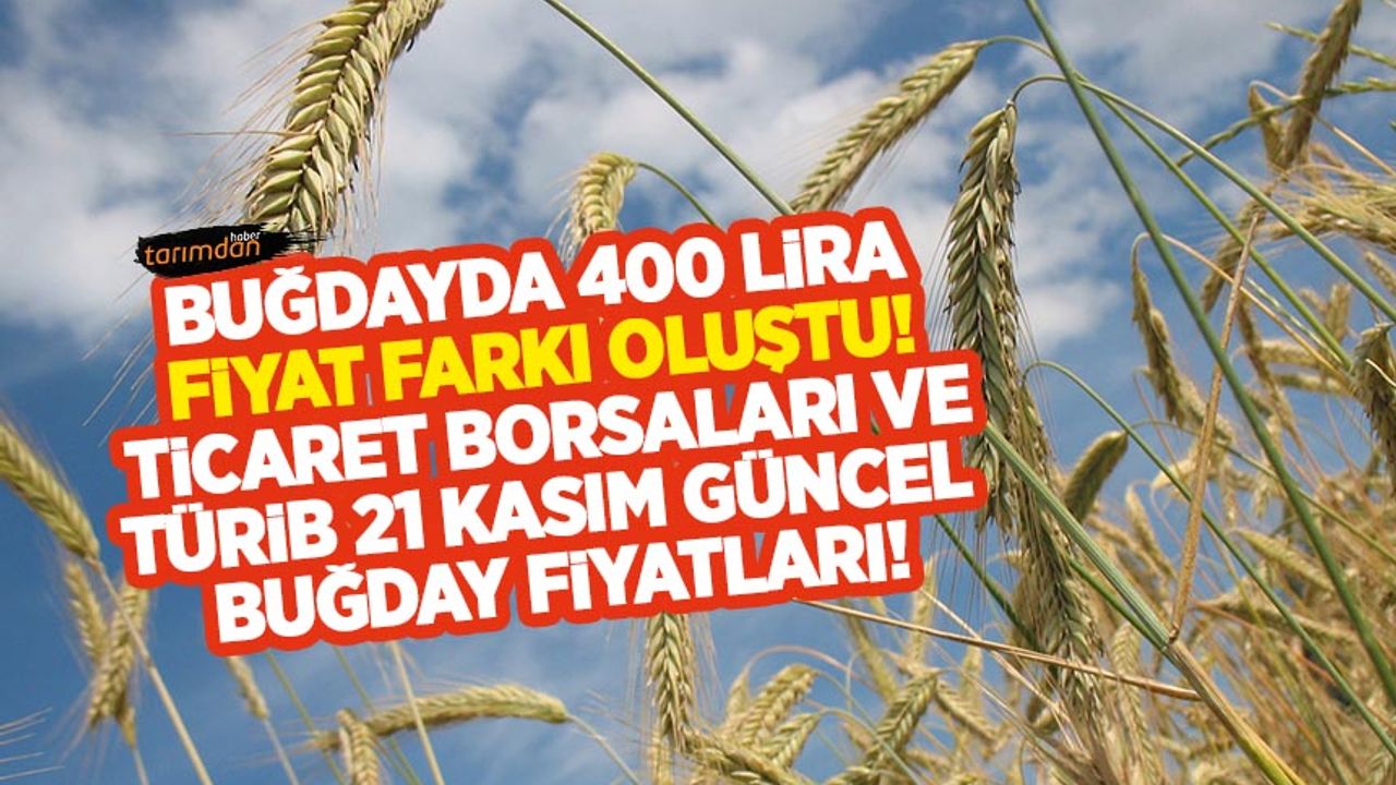 Buğdayda 400 lira fiyat farkı oluştu! Ticaret Borsaları ile TÜRİB'de buğday fiyatları neden farklı?