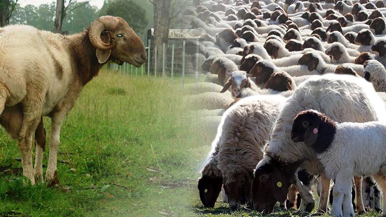 Denizli'de yetiştiricilere İvesi Koyun desteği! 100 baş koyunu olan destekten yararlanacak!