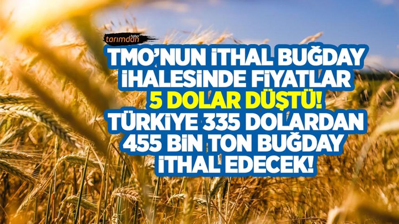 TMO'nun ithal buğday ihalesinde fiyatlar 5 dolar düştü! Türkiye 335 dolardan 455 bin ton buğday ithal edecek!