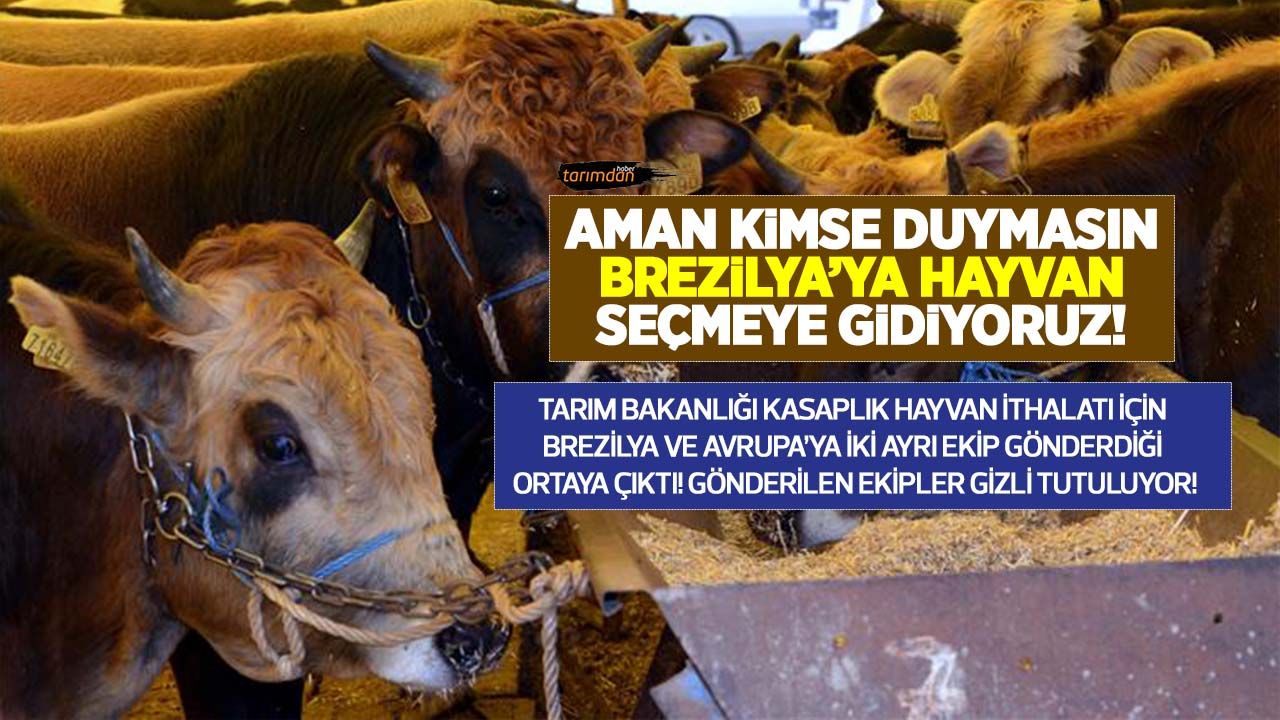 Tarım Bakanlığı hayvan ithalatını hızlandırdı! Gizli iki ayrı ekip gönderildi! Brezilya ve Avrupa'da hayvan seçiyorlar!
