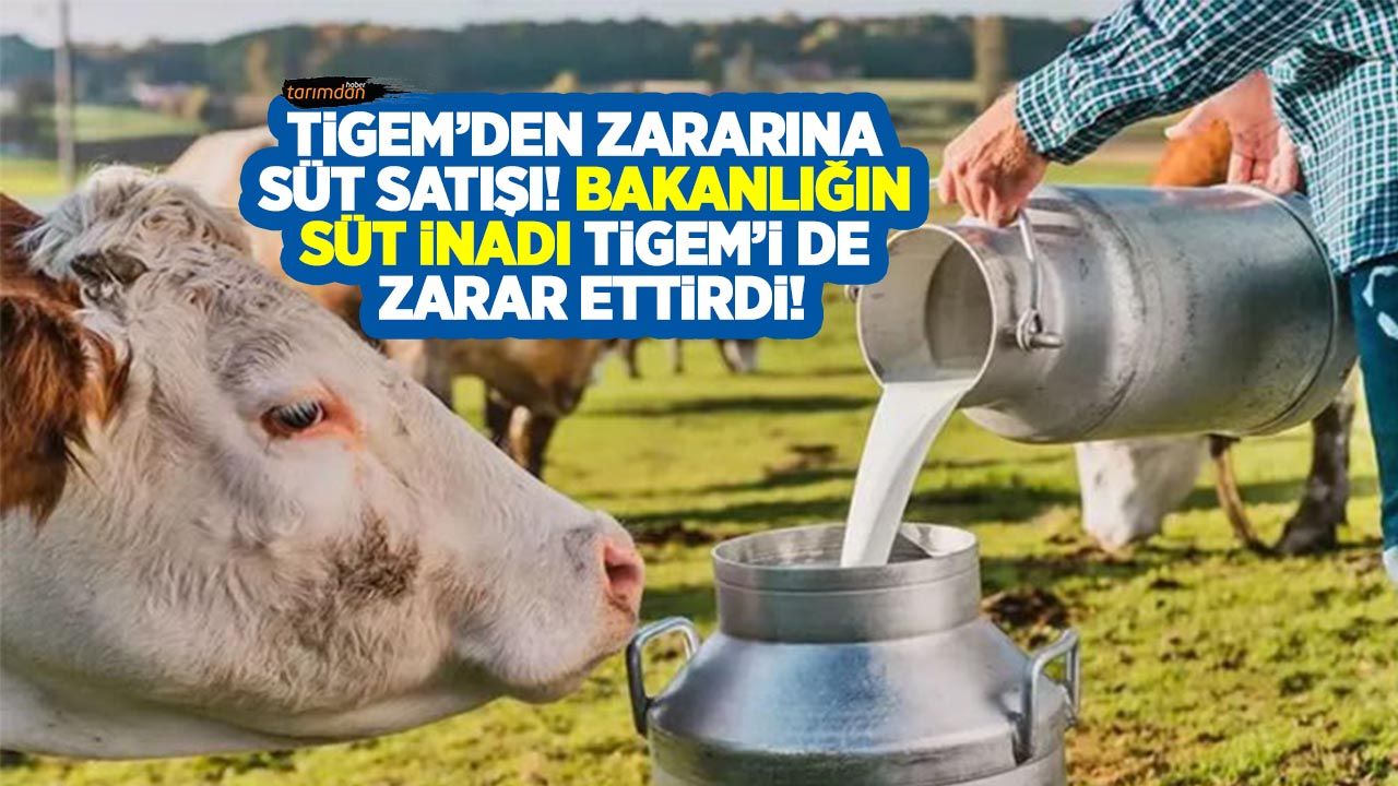 TİGEM'in süt satışında Bakanlık zararı! Bakanlığın süt inadı TİGEM'i de zarar ettirdi!