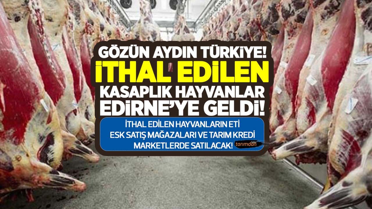 Macaristan'dan İthal edilen hayvanlar Edirne'de kesilerek Tarım Kredi Marketler ve ESK satış mağazalarında satılacak!