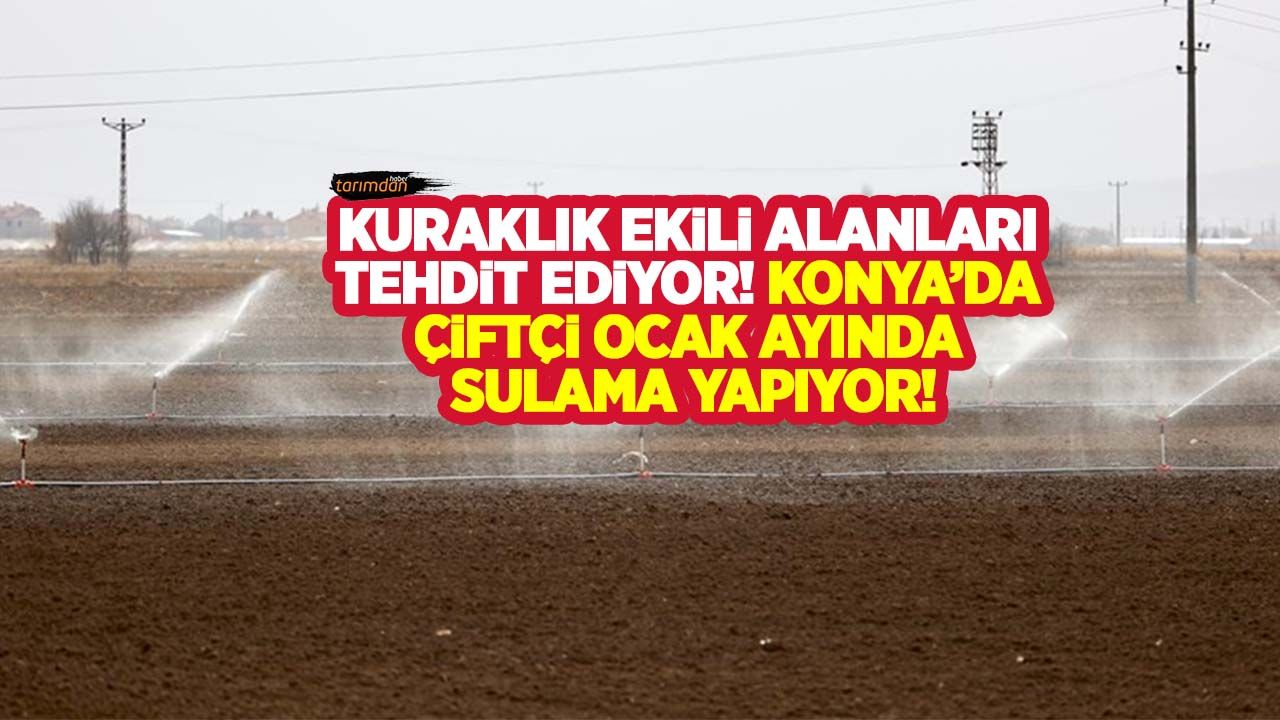 Kuraklık ekili alanları ciddi anlamda tehdit ediyor! Konya’da çiftçi ocak ayında sulama yapıyor!