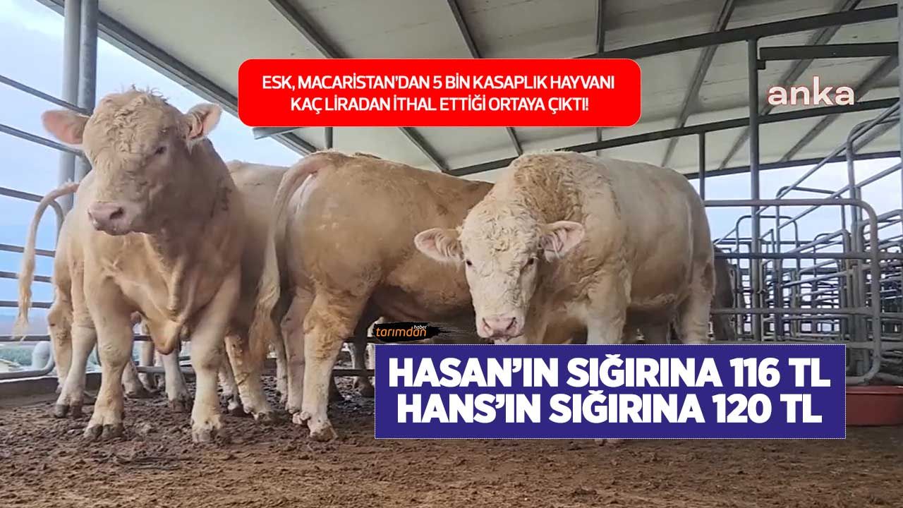 ESK Macaristan'dan 5 bin kasaplık sığırı kaç liraya ithal edecek? Yerli üretici Hasan'ı üzen hayvan ithalatı! 