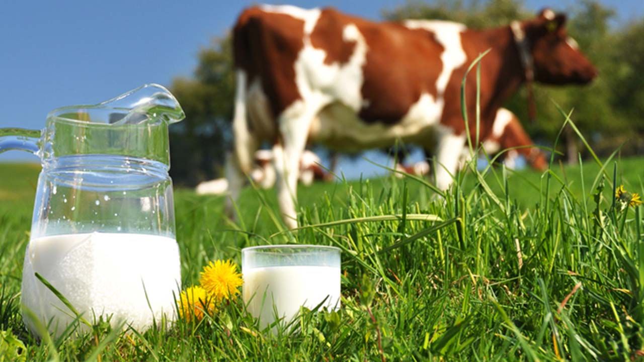 Tarım İl Müdürlüğünden çiğ süt desteklemesi askı takvimi duyurusu!