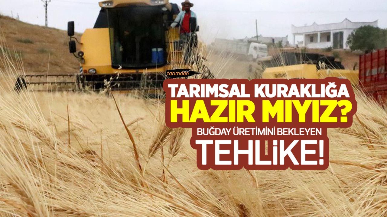 Tarımsal kuraklığa hazır mıyız? Buğday üretimini bekleyen tehlike!