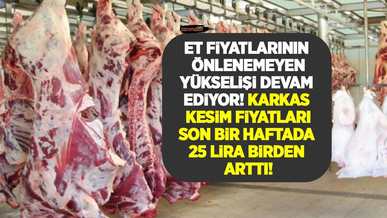 Canlı hayvan ve et ithalatına rağmen et fiyatları 200 lirayı geçti! Dana karkas 25 lira kuzu karkas 23 lira arttı!