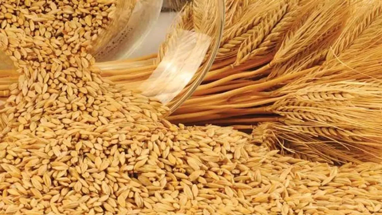 Buğday, arpa, mısır borsalarında kafalar karışık! 20 Mart 2023 hububat fiyatları