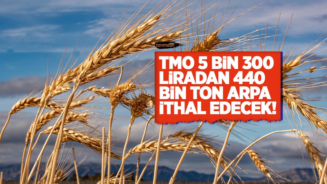 TMO 5 bin 300 liradan 440 bin ton arpa ithal edecek!
