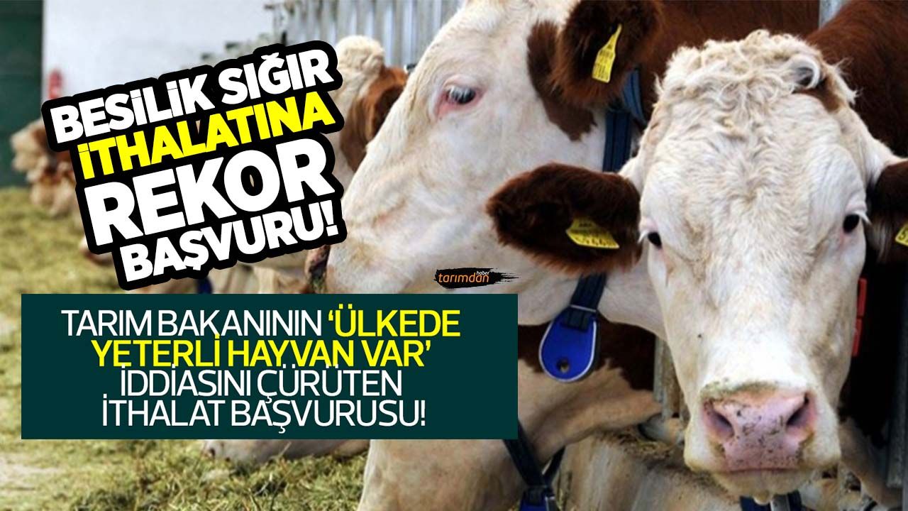 Besilik sığır ithalatına rekor başvuru! Türkiye 1 milyon 300 bin baş besilik sığır mı ithal edecek?