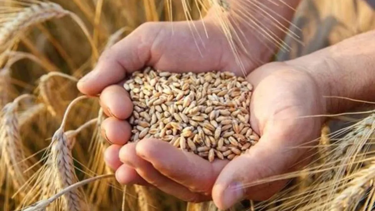 Buğday, arpa, mısır borsalarında trend devam ediyor! İşte  3 Nisan  2023 hububat fiyatları