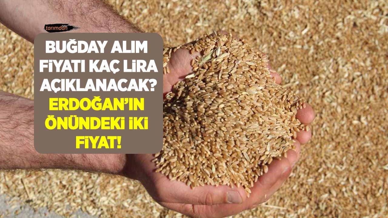 Buğday alım fiyatı kaç lira açıklanacak? İşte Cumhurbaşkanı Erdoğan'ın önündeki iki fiyat!