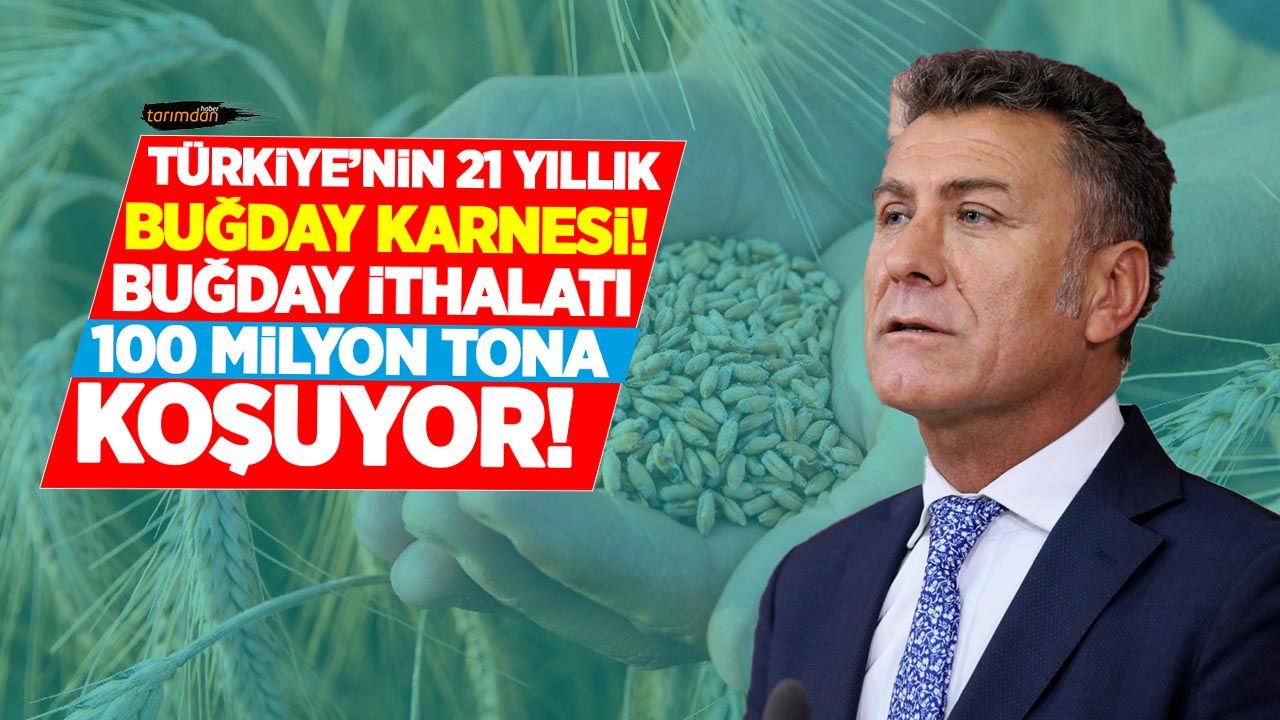 Ak Parti'nin 21 yıllık buğday karnesi! 21 yılda 93 milyon ton buğday ithal edilerek 26 milyar dolar ödendi!
