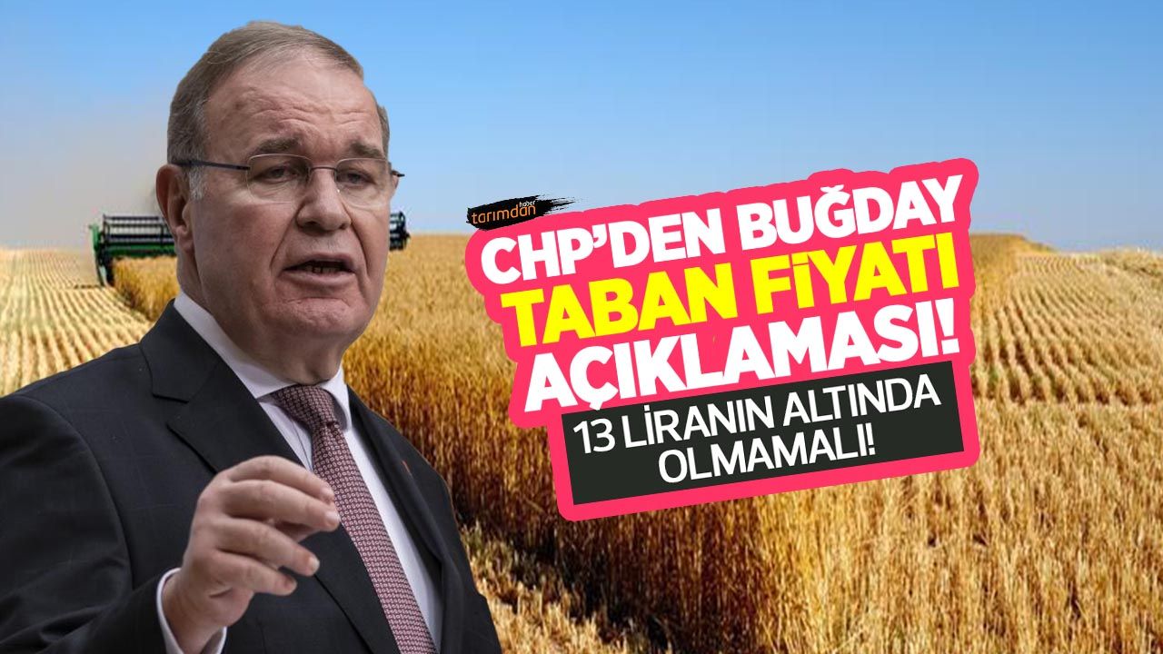 CHP'den buğday taban fiyatı açıklaması! Öztrak: Fark primi ile birlikte buğday fiyatı 13 liranın altında olmamalı!