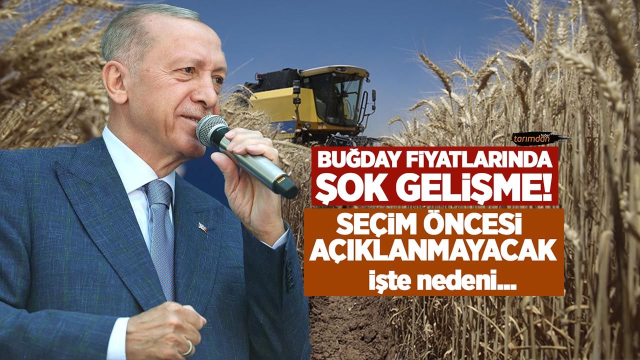 Cumhurbaşkanı Erdoğan buğday alım fiyatlarını açıklamaktan vazgeçti!