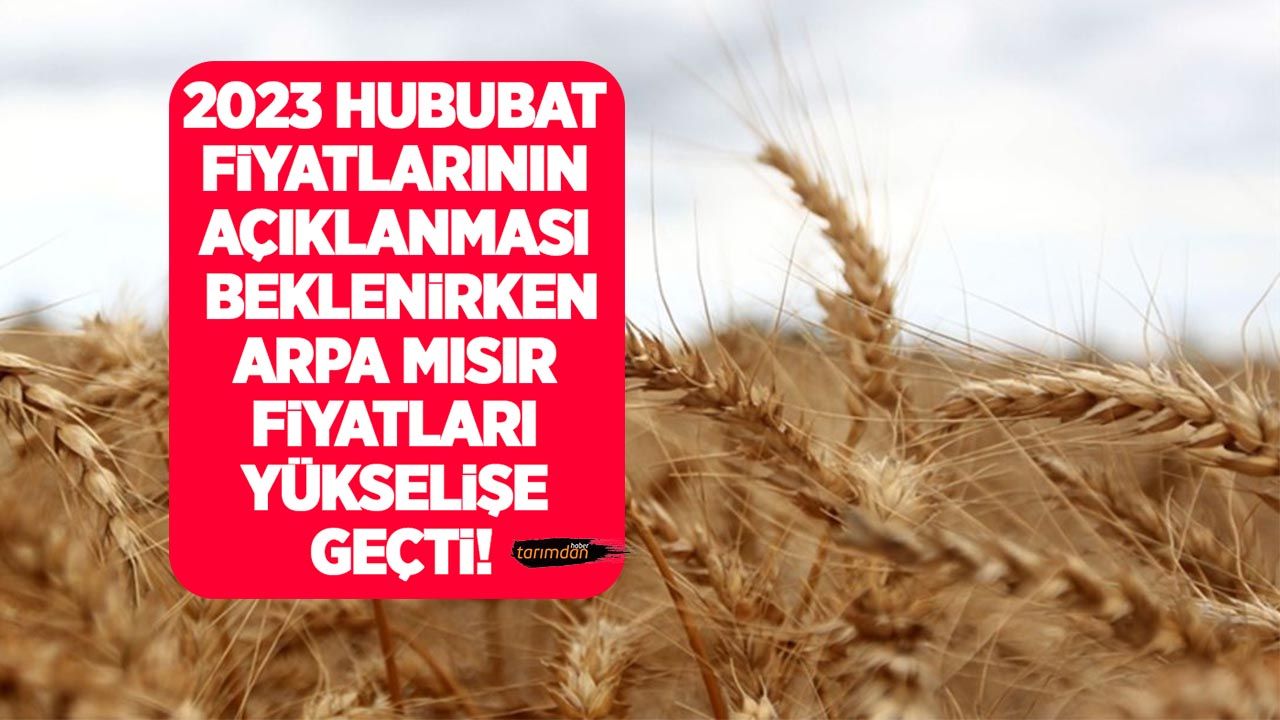 Arpa, mısır fiyatları arttı buğday fiyatları yerinde saydı! 8 Mayıs Ticaret Borsaları ve TÜRİB hububat fiyatları