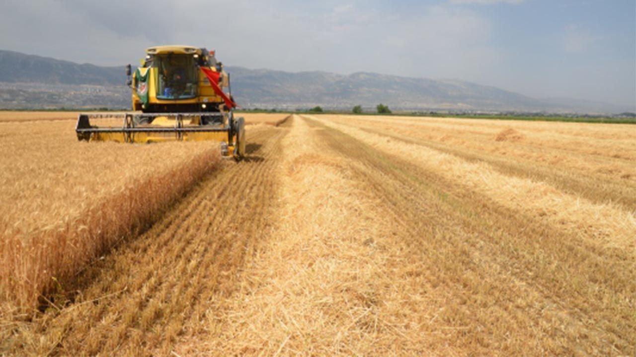 Eskişehir'de 30 dekarlık buğday ekili tarladan 29 ton buğday hasat edildi