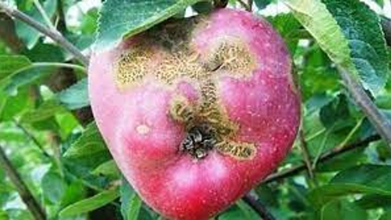 Elma ve armut üreticilerine Karaleke hastalığı ikazı sürüyor