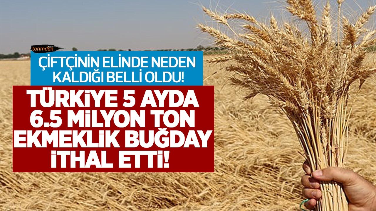 Türkiye 5 ayda 6.5 milyon ton buğday ithal etti çiftçinin ürünü ortada kaldı!