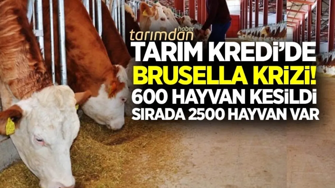 Ülke hayvancılığına çifte cinayet! Çiftlik kapanmasın diye Brusellalı hayvanlar Kırklareli'nden Yozgat'a taşındı!