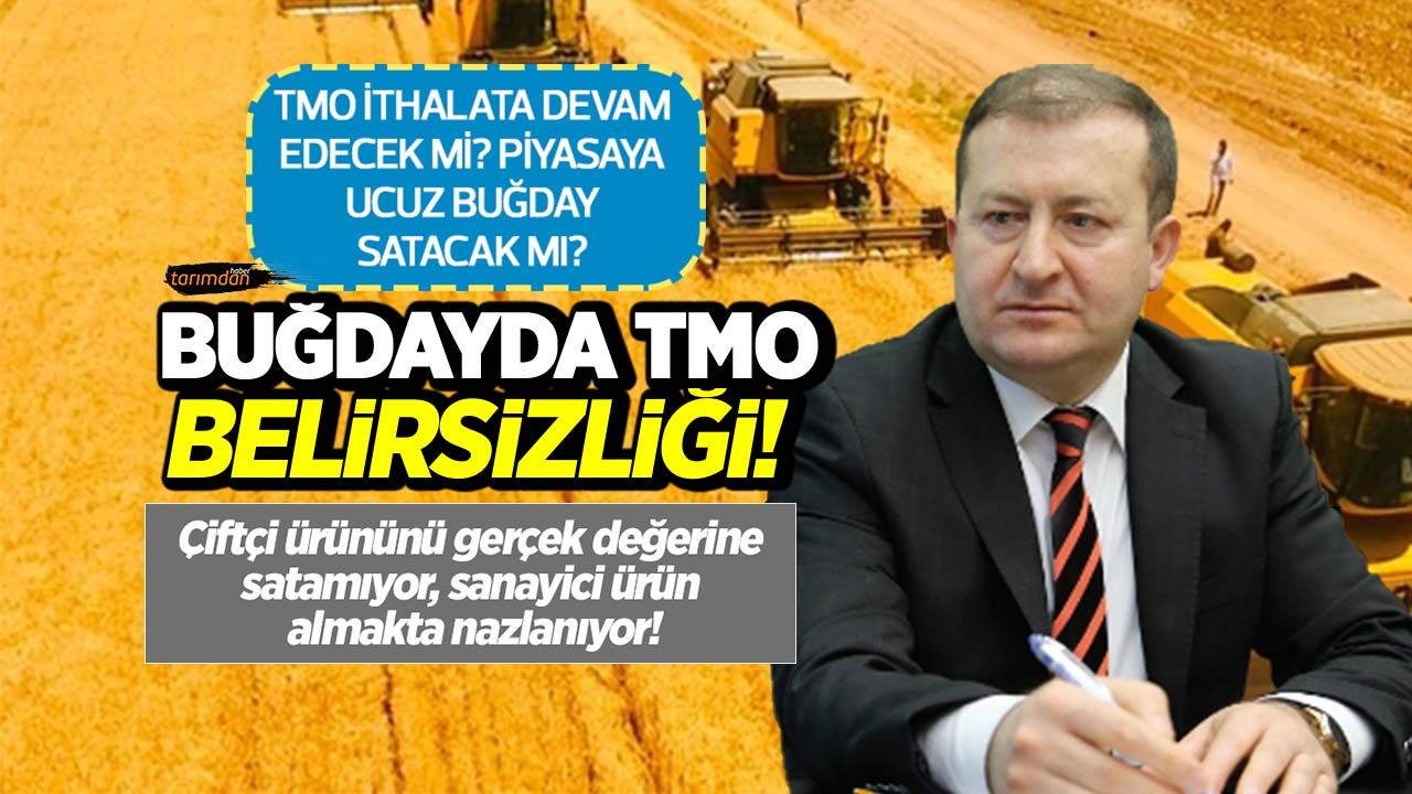 Buğdayda TMO'nun satış politikasındaki belirsizlik çiftçiyi ve piyasaları olumsuz etkiliyor! 