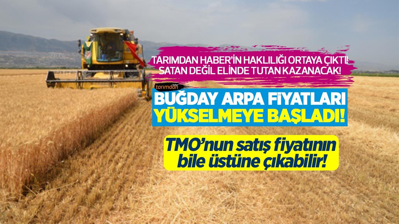 Buğday ve arpa fiyatları yükselişe geçti! Hasat sonrası TMO satış fiyatının bile üstüne çıkabilir!