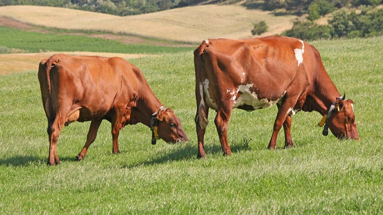 Norveç, Danimarka ve İsveç kırmızısı inekler hakkında neler biliyoruz?