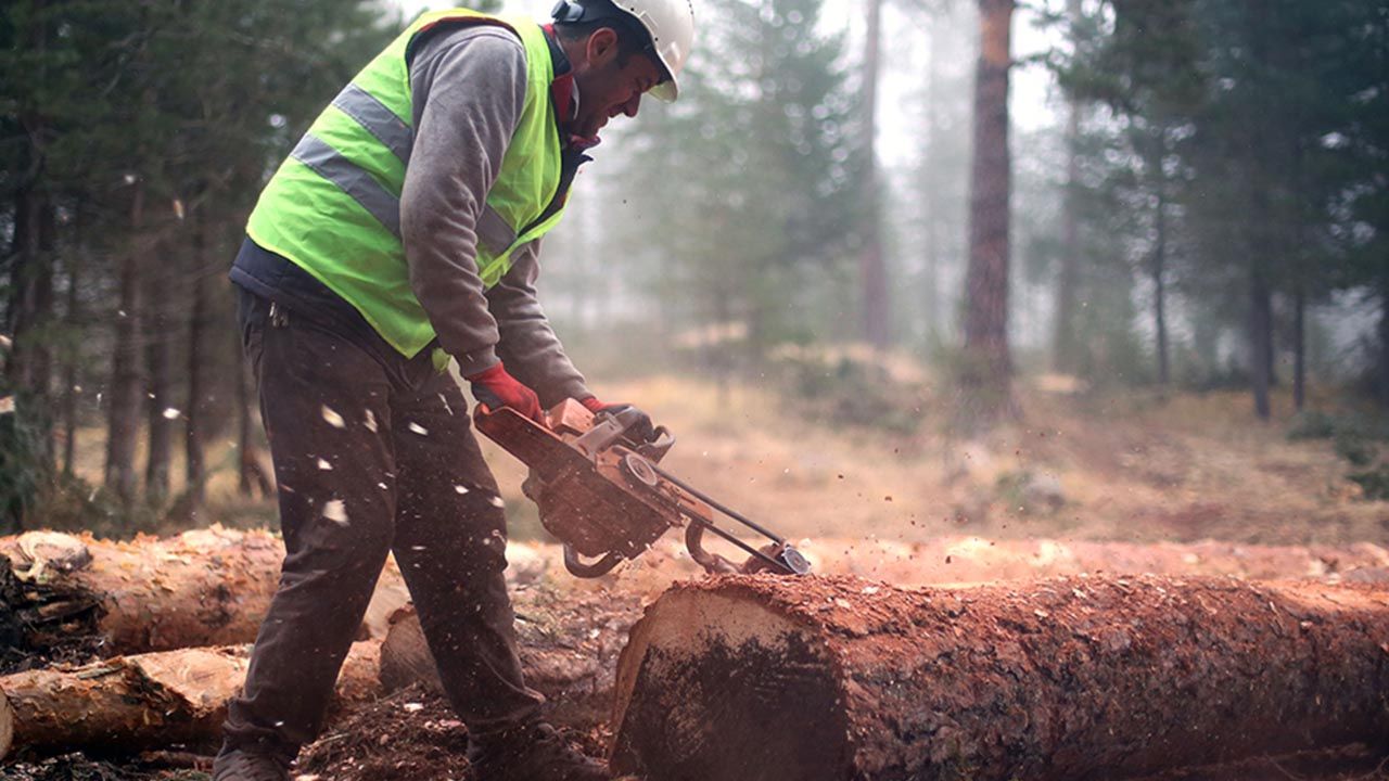 Tarım ormancılık iş kolundaki sendikaların üye sayıları belli oldu! Öz Orman-İş birinciliğini korudu!