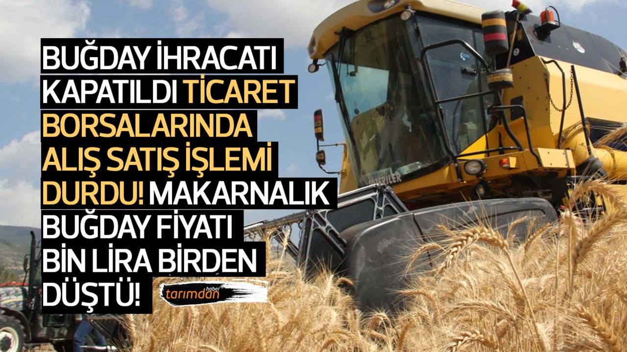 Buğday ihracatı kapatıldı borsalarda alış-satış işlemi durdu! Makarnalık buğday fiyatı bin lira birden düştü!