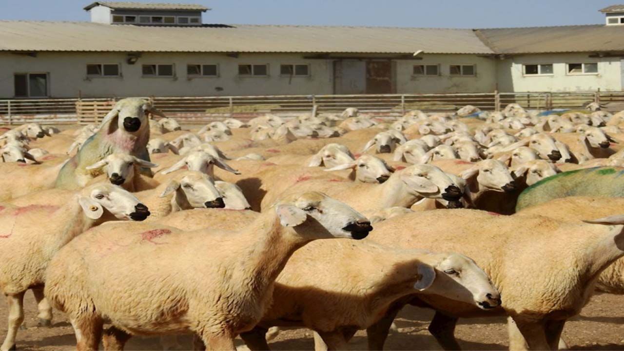 TİGEM reforme 2 bin 394 koyunu 3 bin liradan satışa çıkardı!