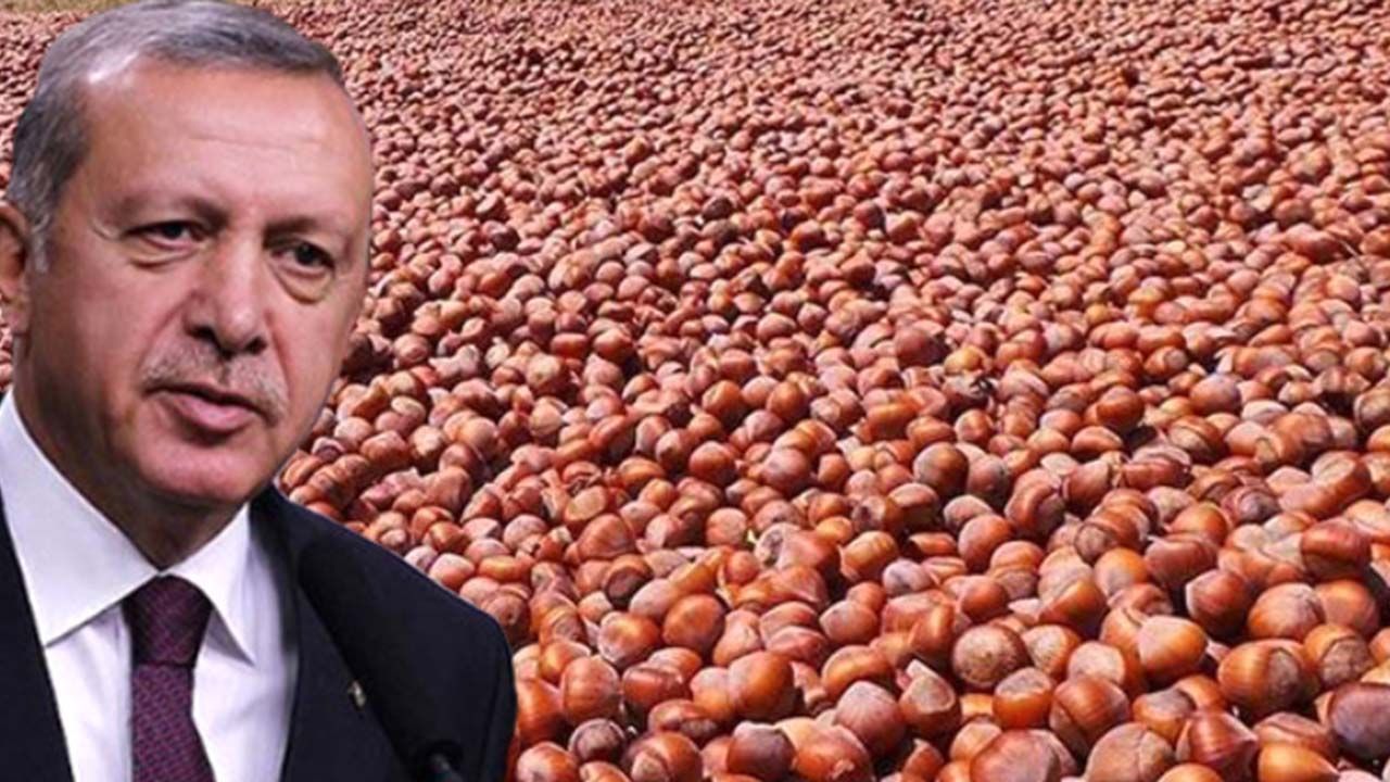 Fındık alım fiyatı (2023) Cumhurbaşkanı Erdoğan tarafından açıklandı! 